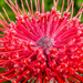 Pin Cushion Protea by seacreature