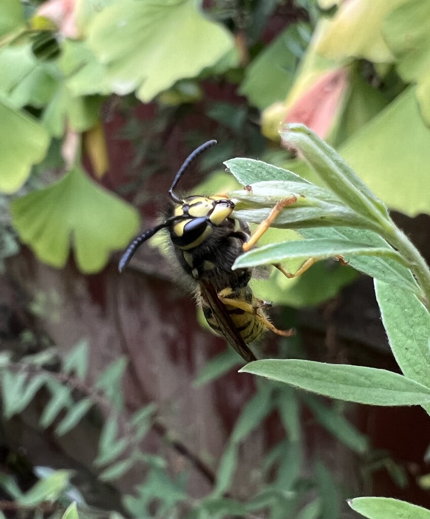 Drunken wasp?  by tinley23
