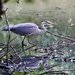 Possibly the same Heron