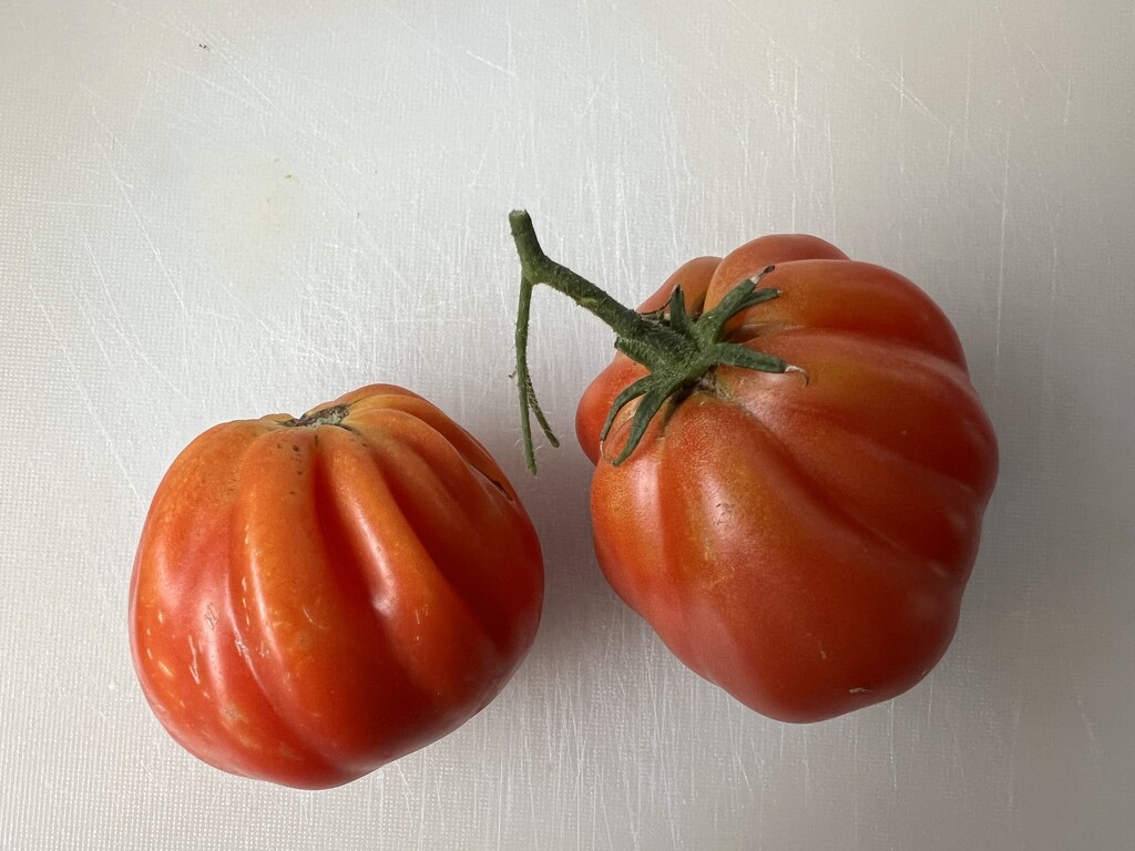Tomato  by tstb13