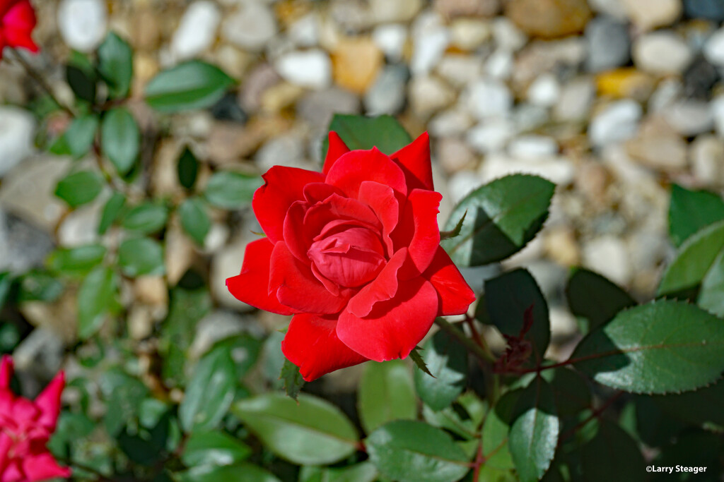 Rose of summer by larrysphotos