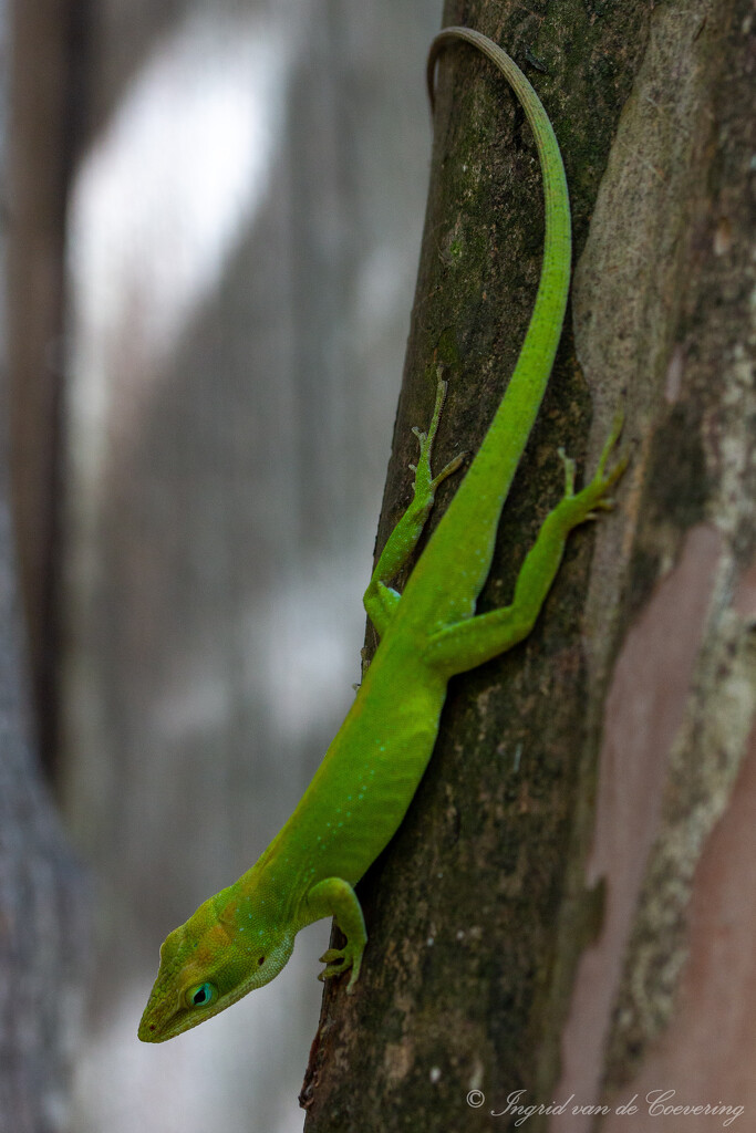 Green Anole by ingrid01