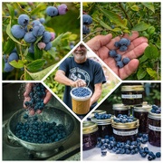 15th Aug 2022 - Blueberries!