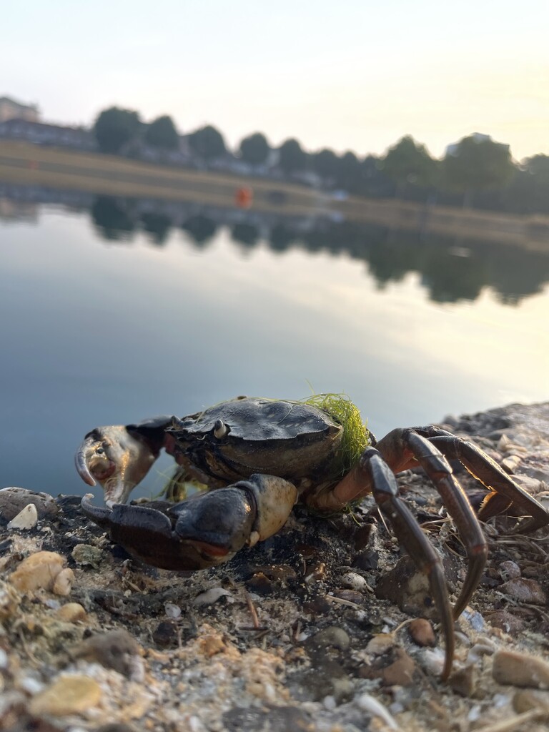 Dead Crab? by bill_gk
