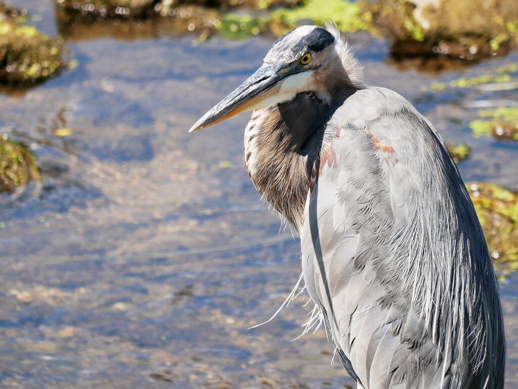 Great Blue Heron by ljmanning