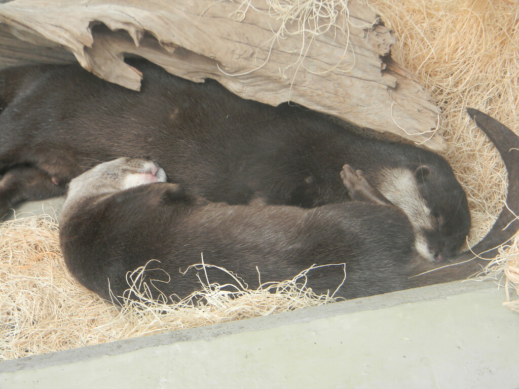 Otters Sleeping by sfeldphotos