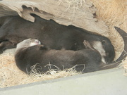 14th Aug 2022 - Otters Sleeping