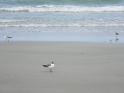15th Aug 2022 - Seagulls In Front of Ocean