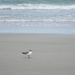 Seagulls In Front of Ocean by sfeldphotos