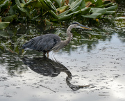 15th Aug 2022 - Great Blue Heron