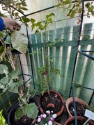 16th Aug 2022 - Tomatoes In Winter 