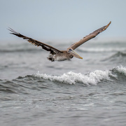15th Aug 2022 - Young Brown Pelican