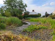 15th Aug 2022 - The village pond in drought