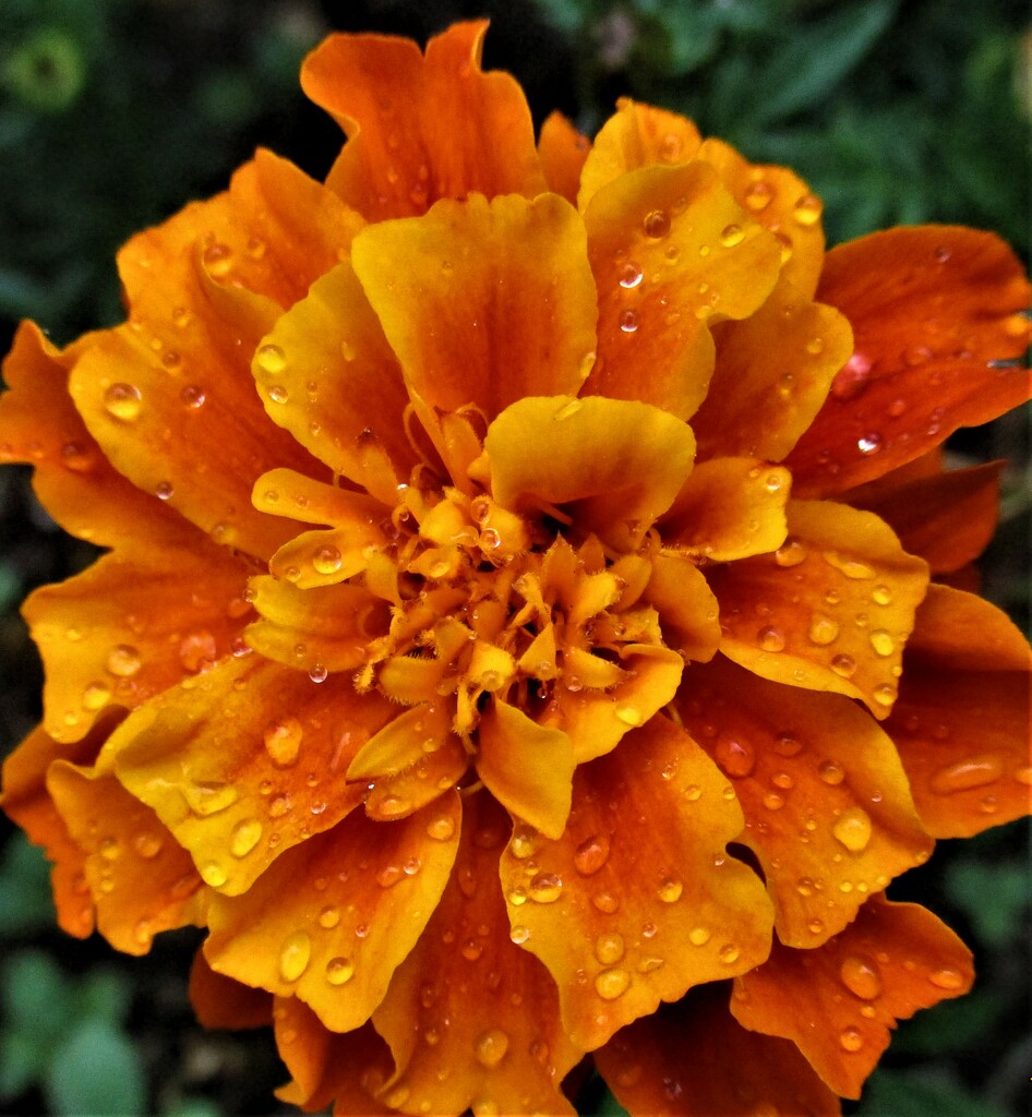 Rain for a parched Marigold. by grace55