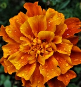 16th Aug 2022 - Rain for a parched Marigold.