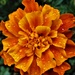 Rain for a parched Marigold. by grace55