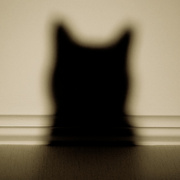 28th Apr 2022 - Shadowcat