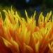 A dahlia from a different view by anitaw
