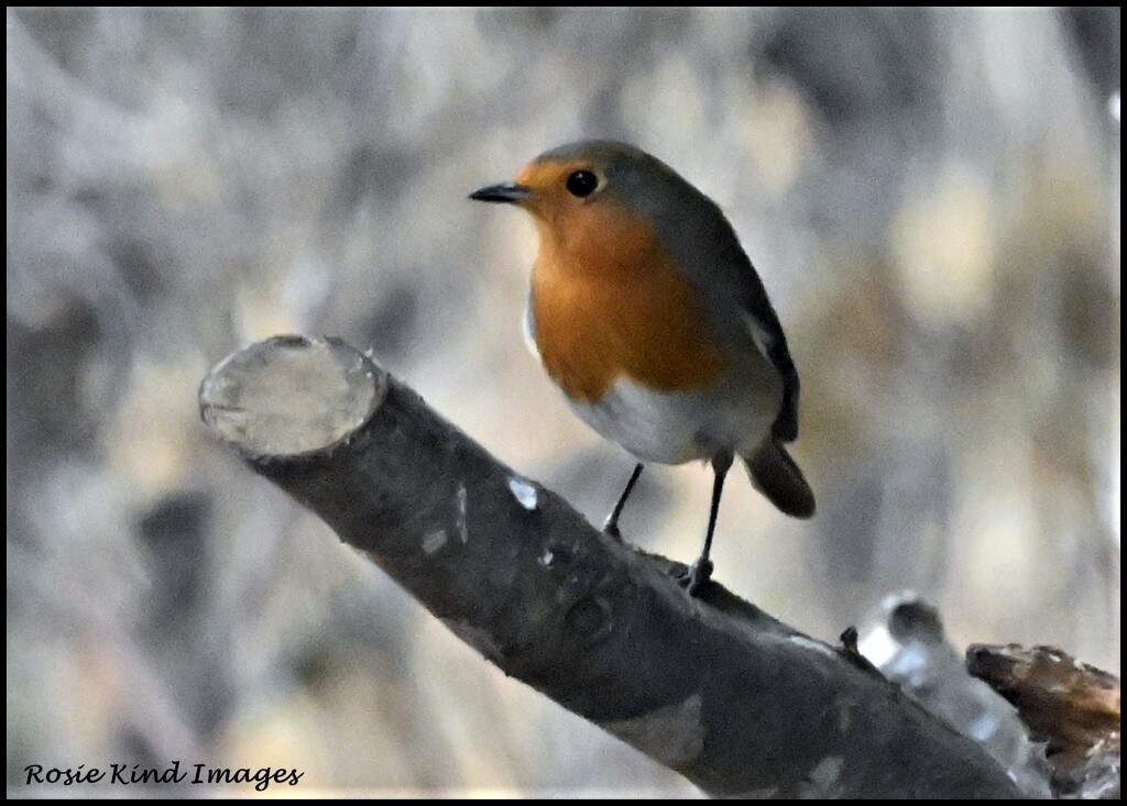 Beautiful robin by rosiekind