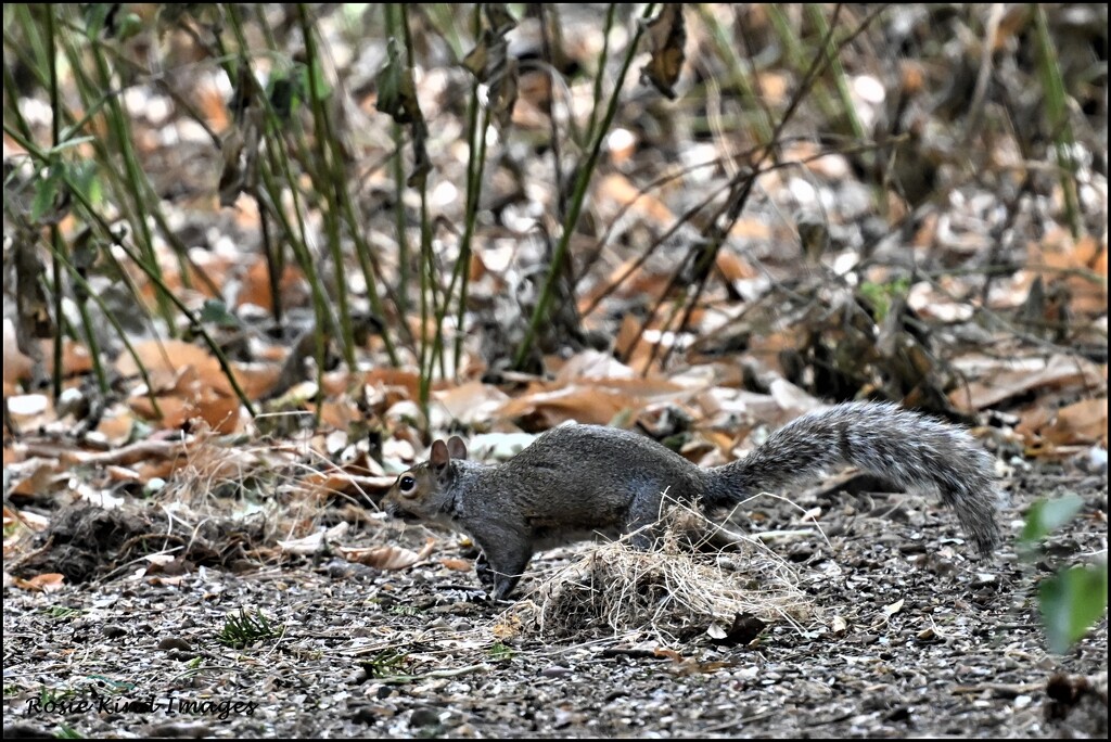 RSPB Squirrel by rosiekind