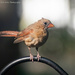 Juvenile female cardinal