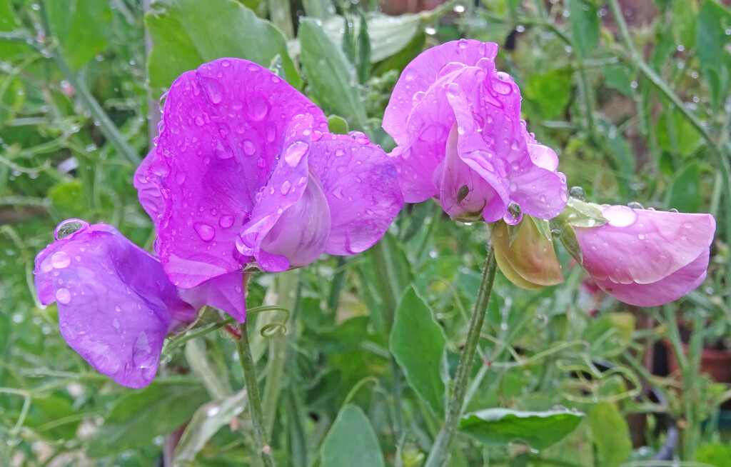 Sweet peas after the rain by marianj
