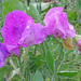 Sweet peas after the rain by marianj