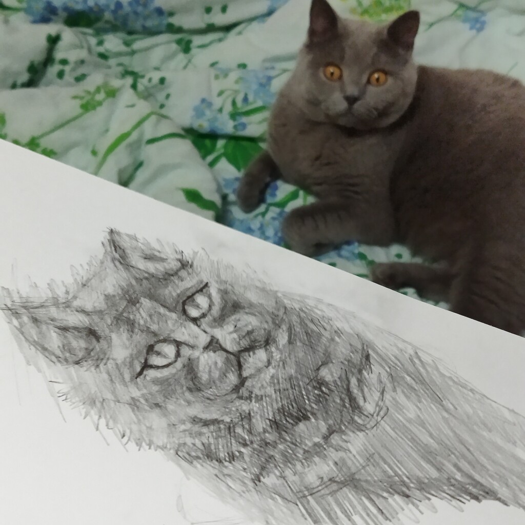 I'm trying to draw a cat. by nyngamynga