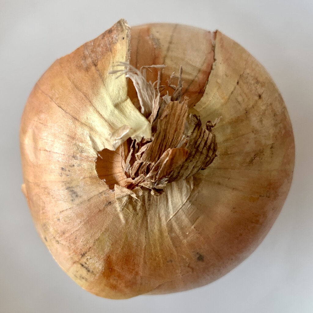 An Onion by philm666