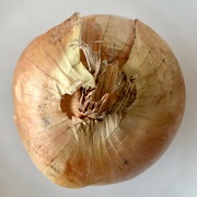 16th Aug 2022 - An Onion