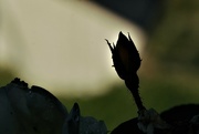 16th Aug 2022 - Silhouette of a Rose Bud