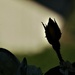 Silhouette of a Rose Bud