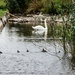 Hey Mr Swan , we can swim again !! by nodrognai