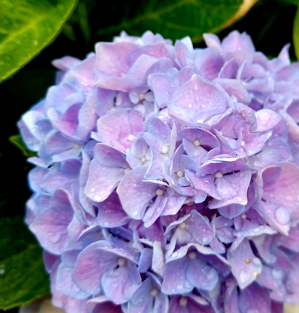 Hydrangea with raindrops!  by busylady