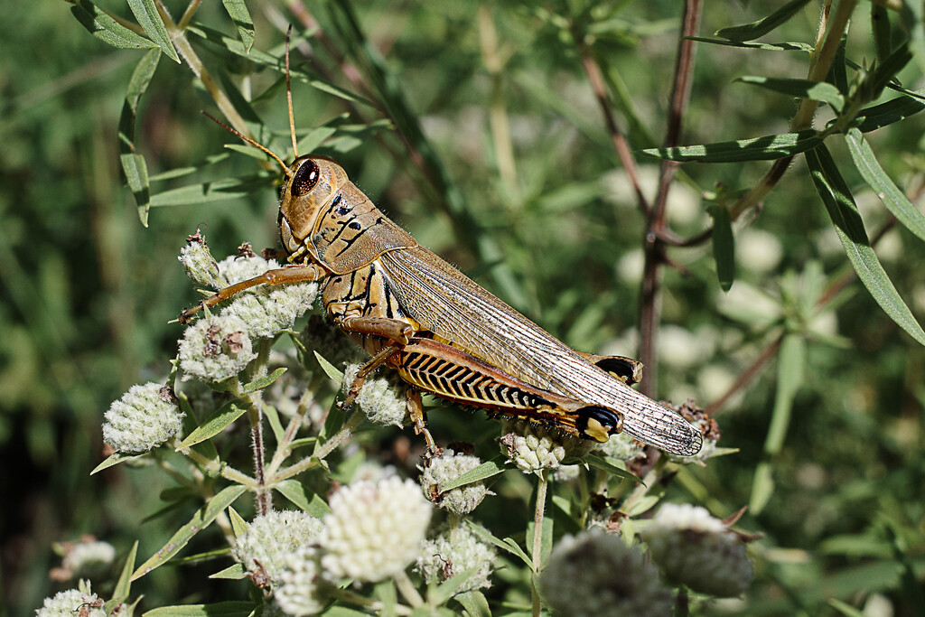 Grasshopper by vera365