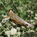 Grasshopper by vera365