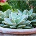 Succulents by beryl
