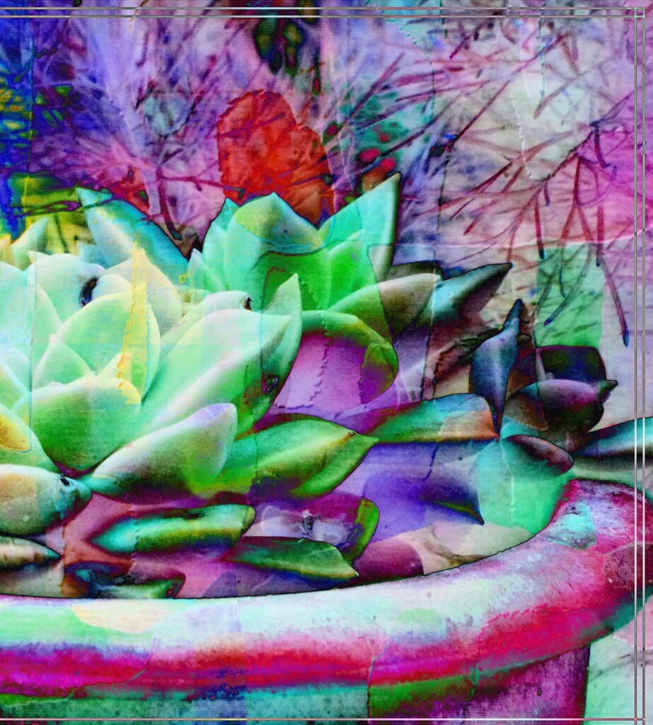 Abstract -17 Succulents  by beryl