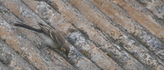 15th Aug 2022 - Rooftop Wagtail