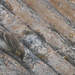 Rooftop Wagtail by lifeat60degrees