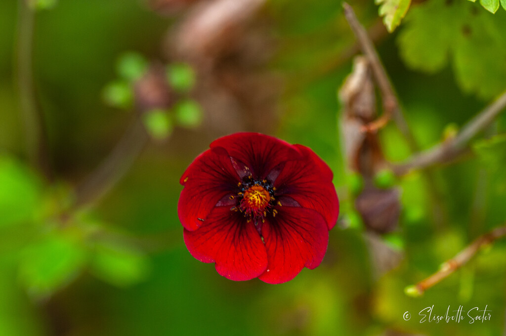 Little Red Flower by elisasaeter
