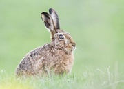 16th Aug 2022 - Just Love a Brown Hare