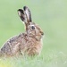 Just Love a Brown Hare by shepherdmanswife