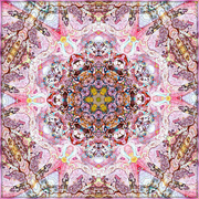 16th Aug 2022 - Marbeled Kaleidoscope