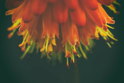 15th Aug 2022 - Red Hot Poker