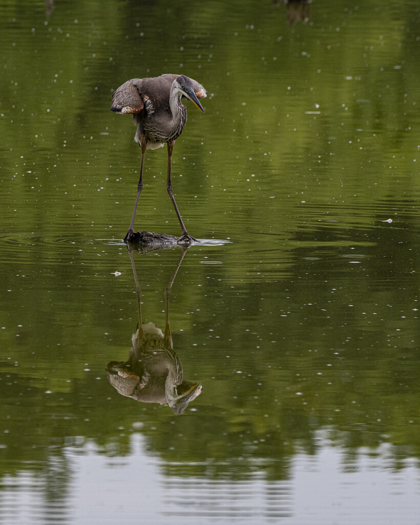 Heron Reflection by cwbill