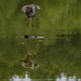 Heron Reflection by cwbill