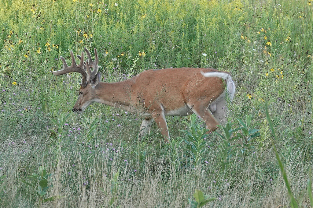 White-tailed Deer by annepann