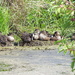 Ducks In A Row by sunnygreenwood