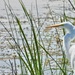 Egret profile